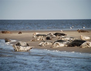 Zeehonden